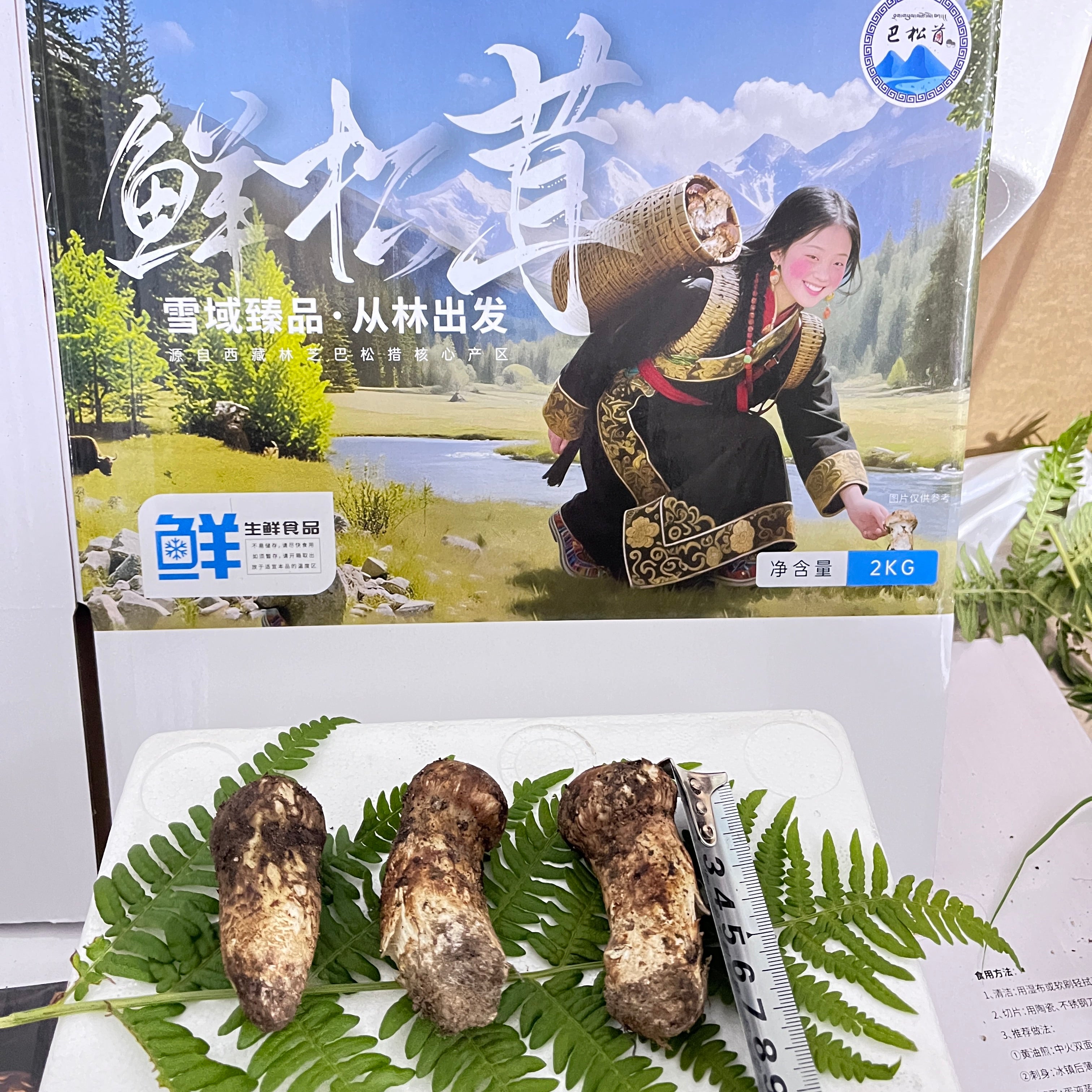 【5-12】チベットバソンツォ新鮮な松茸 1キログラム