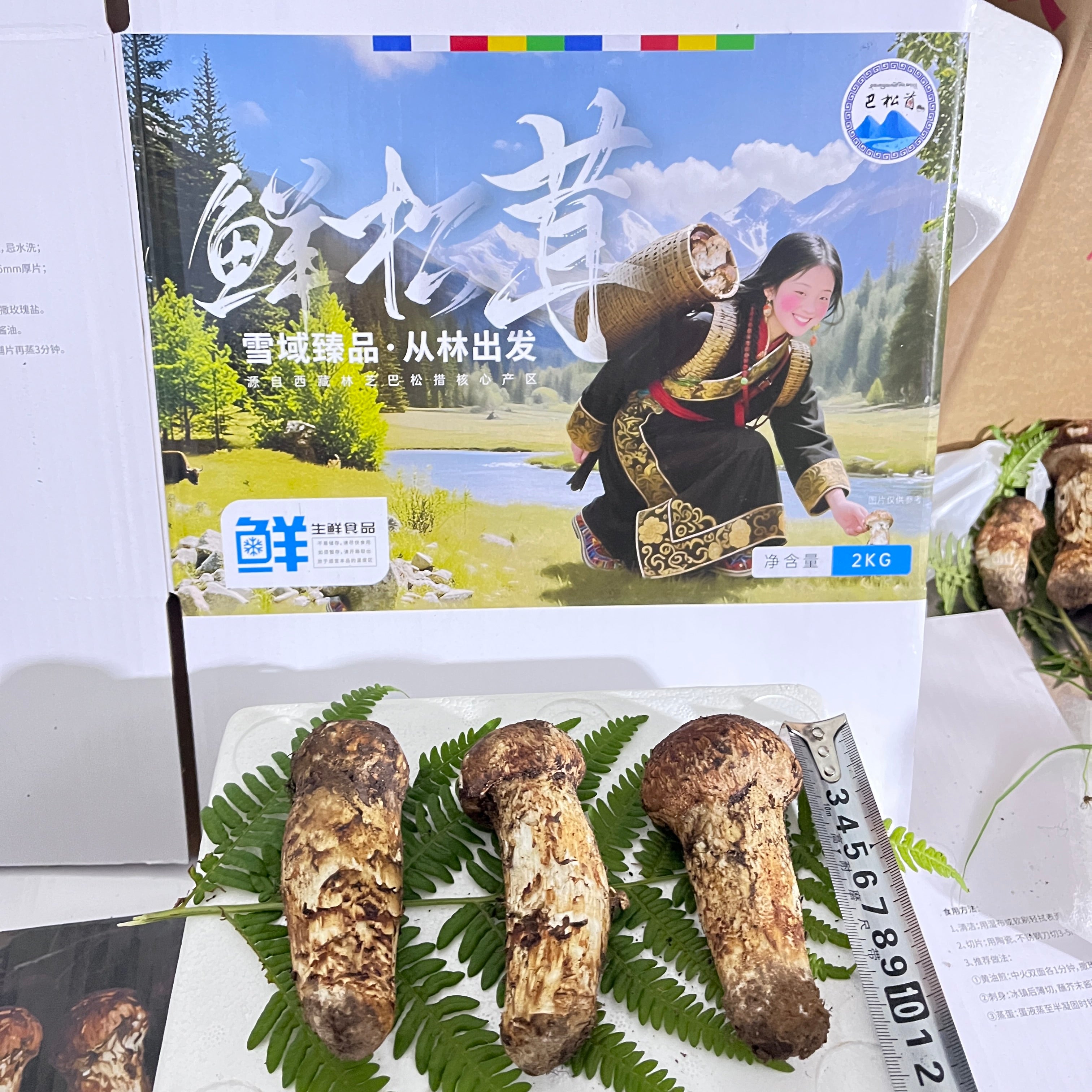 【5-12】チベットバソンツォ新鮮な松茸 1キログラム